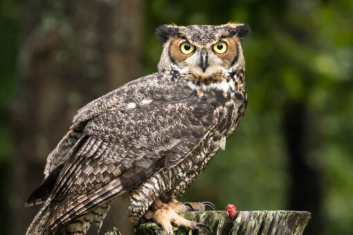 Ohio falconers can use owls for hunting, new law says