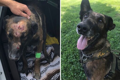 ‘Hero Dogs’: Courageous canine survives two stabbings in the line of duty