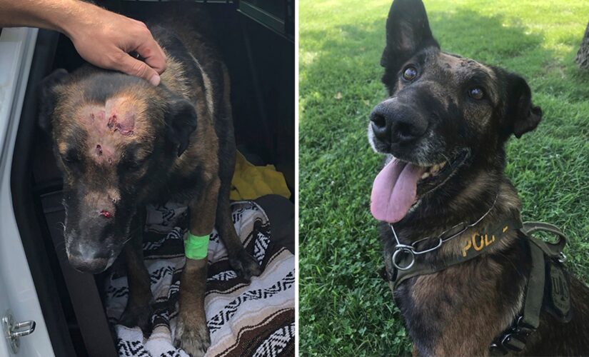 ‘Hero Dogs’: Courageous canine survives two stabbings in the line of duty