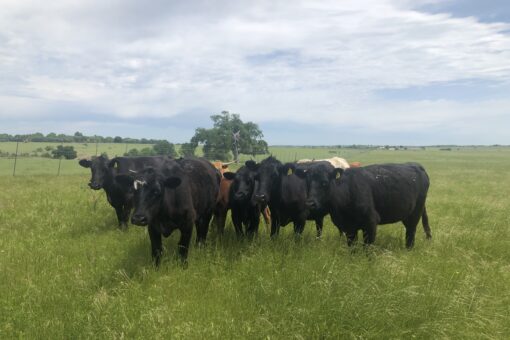 Rep. Jodey Arrington: Memorial Day weekend – US beef is not a climate villain. Let’s support our ranchers