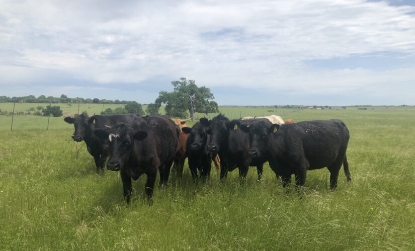 Rep. Jodey Arrington: Memorial Day weekend – US beef is not a climate villain. Let’s support our ranchers