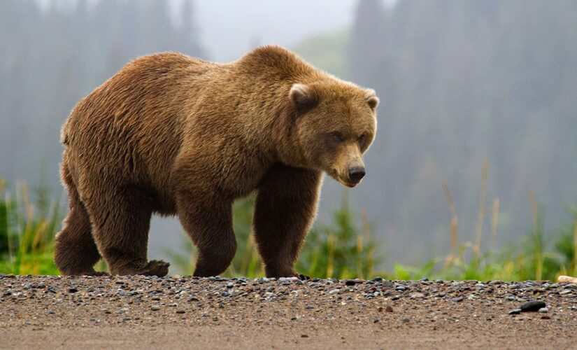 Alaska man survives brown bear mauling