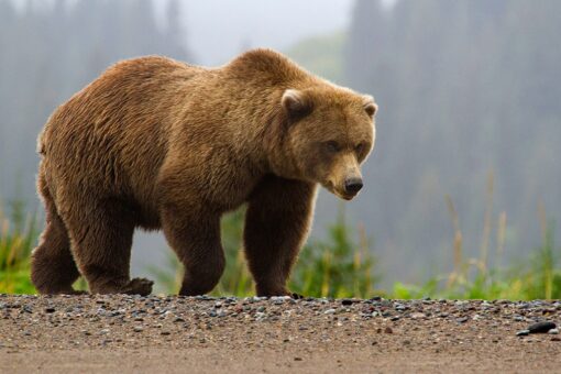 Alaska man survives brown bear mauling