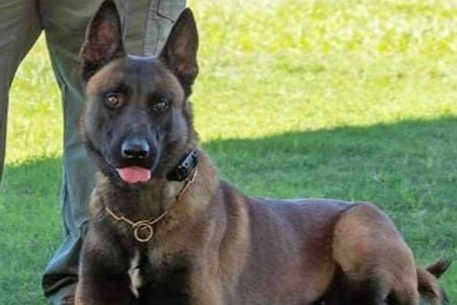 Georgia deputy demoted following K-9 death in a hot patrol car