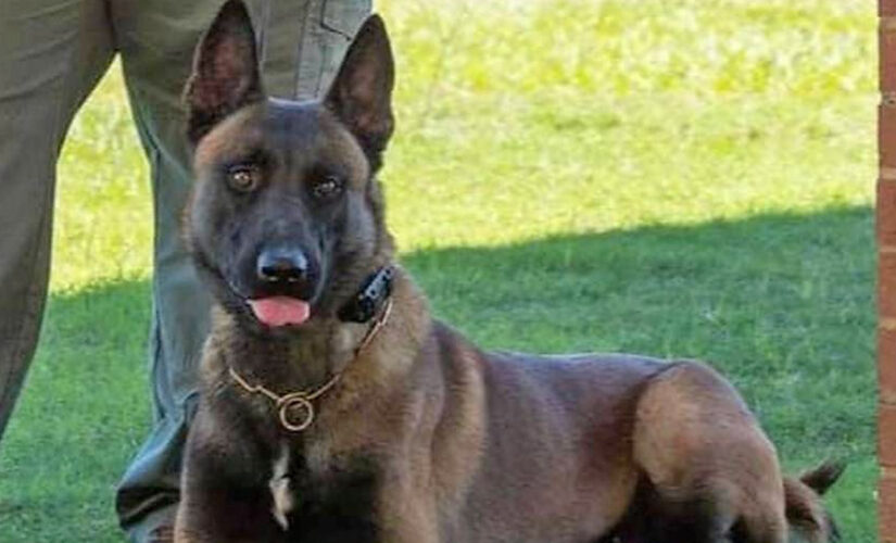 Georgia deputy demoted following K-9 death in a hot patrol car