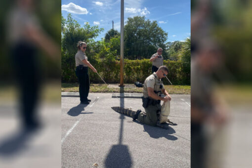 Alligator chases people through Wendy’s parking lot in Florida