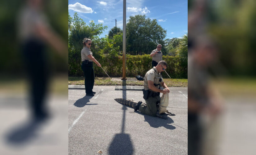 Alligator chases people through Wendy’s parking lot in Florida