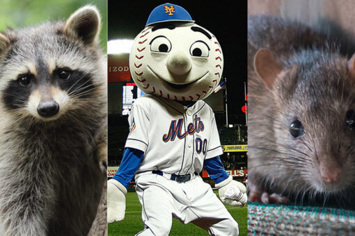 Mets top Diamondbacks after rat-raccoon debate – or something else?