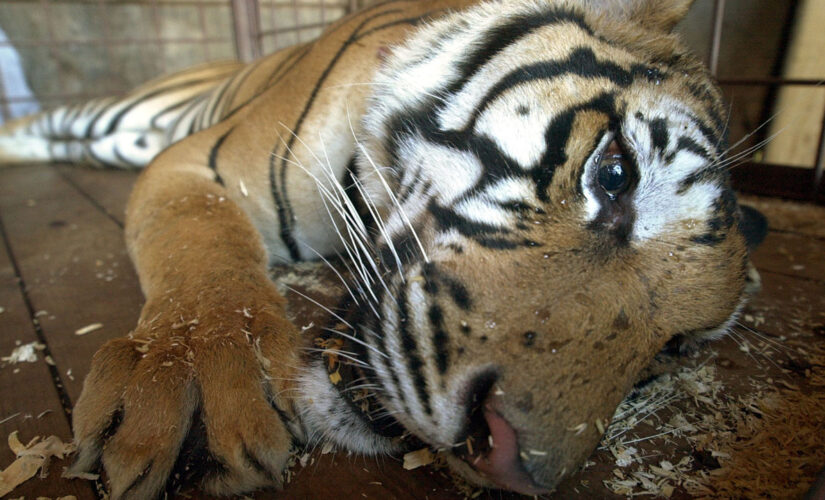 Houston tiger roaming neighborhood evokes memories of 400-pound tiger found living in Harlem apartment