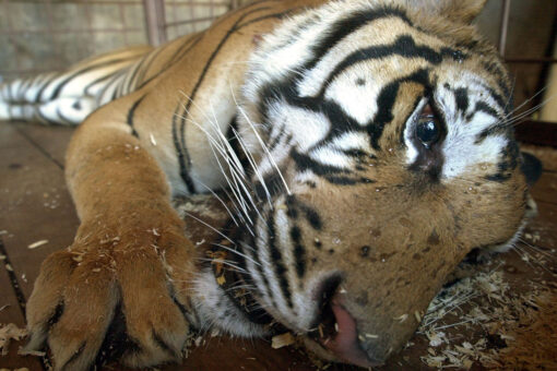 Houston tiger roaming neighborhood evokes memories of 400-pound tiger found living in Harlem apartment