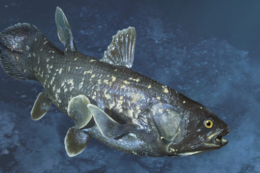 Huge 420-million-year-old fish species rediscovered in Indian Ocean