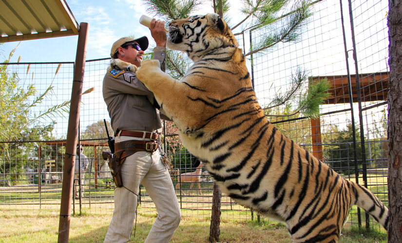 Carolina Tiger Rescue takes in big cats from Tiger King Park