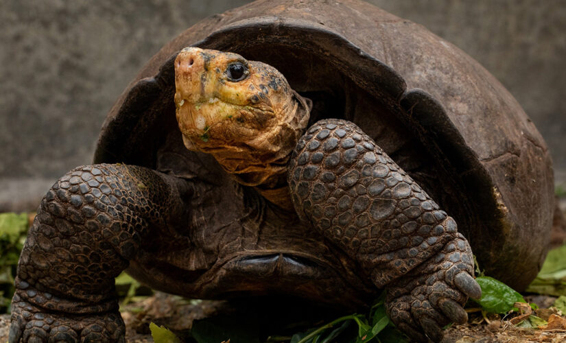 Giant tortoise thought to be extinct over a century ago found on Galapagos