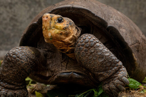 Giant tortoise thought to be extinct over a century ago found on Galapagos
