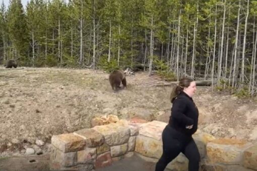 Yellowstone bear charges at woman who approached with phone, park launches investigation to find her