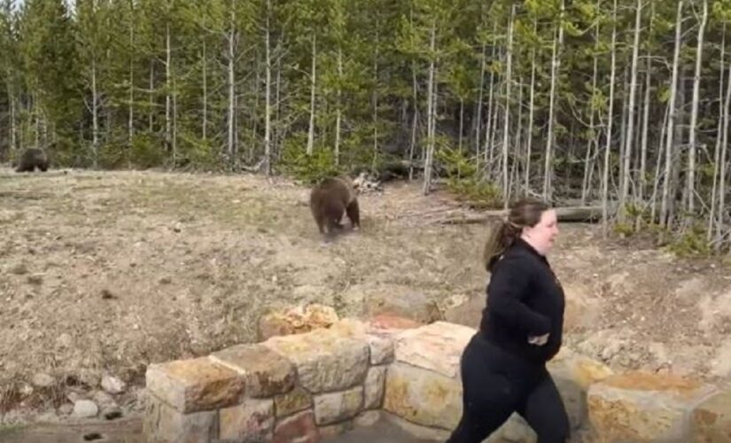 Yellowstone bear charges at woman who approached with phone, park launches investigation to find her