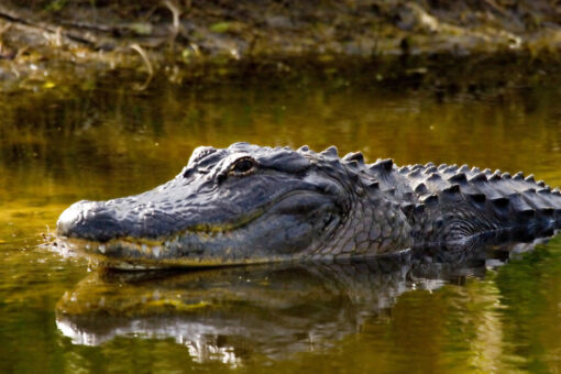 Florida man rescues puppy from alligator’s jaws: ‘He was in a death roll’