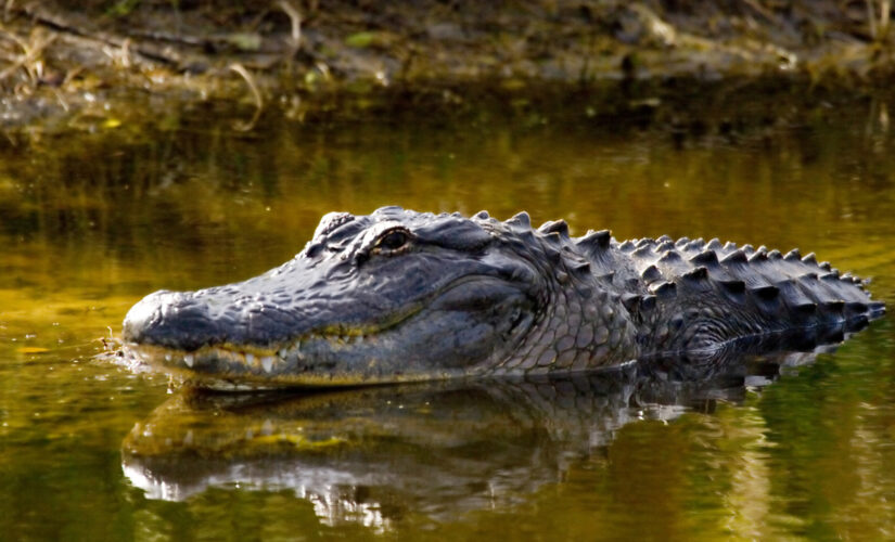 Florida man rescues puppy from alligator’s jaws: ‘He was in a death roll’