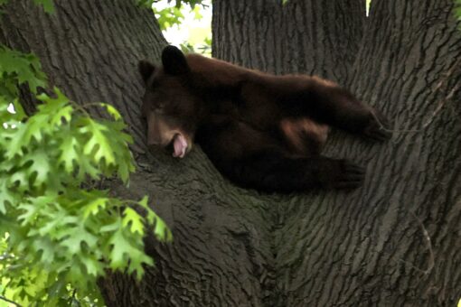 Bear tranquilized in St. Louis County suburbs