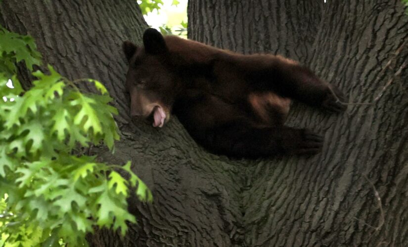 Bear tranquilized in St. Louis County suburbs