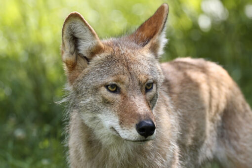 Alabama allows night hunting of coyotes, feral hogs to control their populations