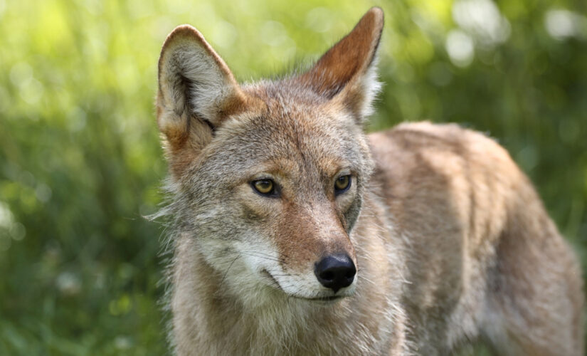 Alabama allows night hunting of coyotes, feral hogs to control their populations