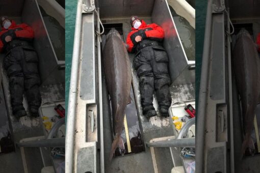Massive sturgeon caught in Detroit River