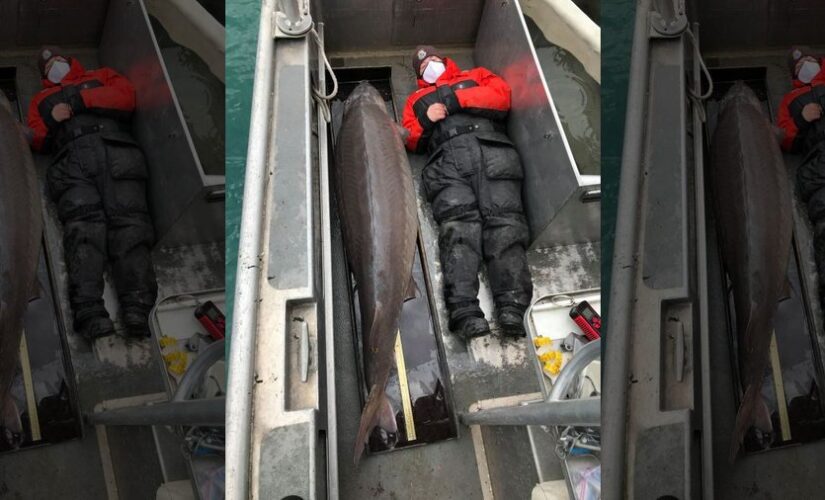 Massive sturgeon caught in Detroit River