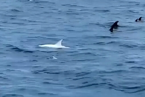 White dolphin spotted swimming off California coast