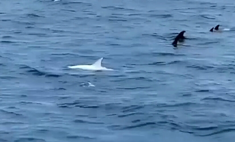 White dolphin spotted swimming off California coast