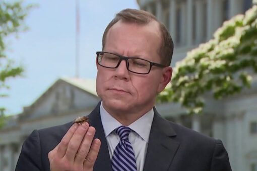 Cicadas take over the Capitol grounds, ‘Cicada, cicada. Where have you been?’