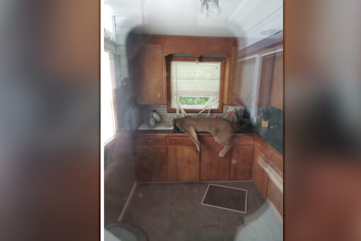 Cougar breaks into Washington man’s home, passes out in kitchen