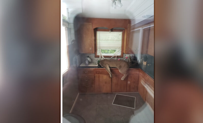Cougar breaks into Washington man’s home, passes out in kitchen