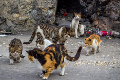 1,000 feral cats released onto Chicago streets to combat rat problem