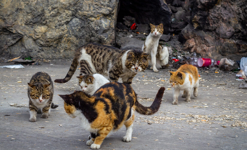 1,000 feral cats released onto Chicago streets to combat rat problem