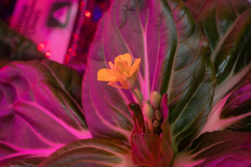 NASA astronauts grow leafy greens for longest stint on ISS