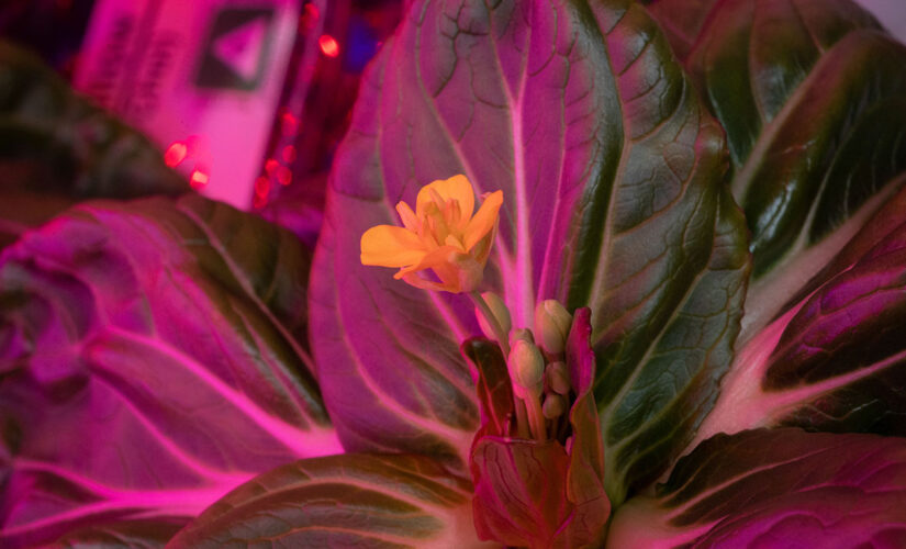 NASA astronauts grow leafy greens for longest stint on ISS