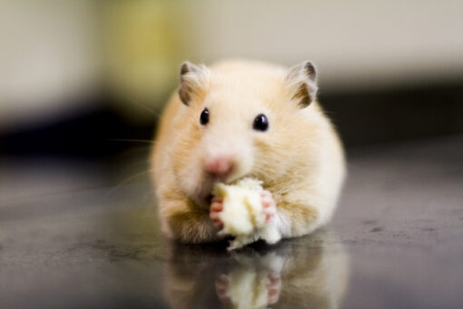 Inhaled nanobodies effective against coronavirus in hamsters, researchers say
