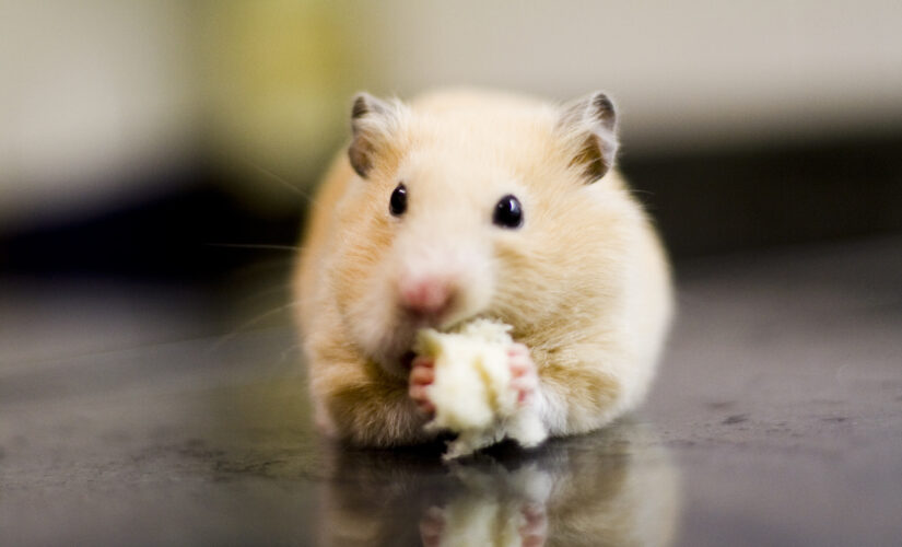 Inhaled nanobodies effective against coronavirus in hamsters, researchers say