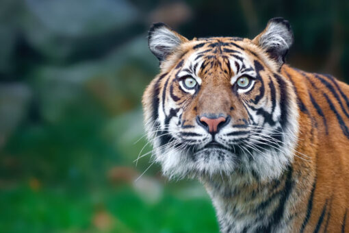 Tiger filmed roaming Houston neighborhood while off-duty cop tries to protect his neighbors