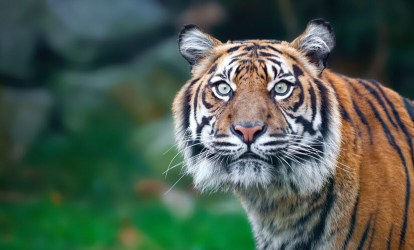 Tiger filmed roaming Houston neighborhood while off-duty cop tries to protect his neighbors