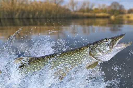 Record-breaking fish caught and released in West Virginia