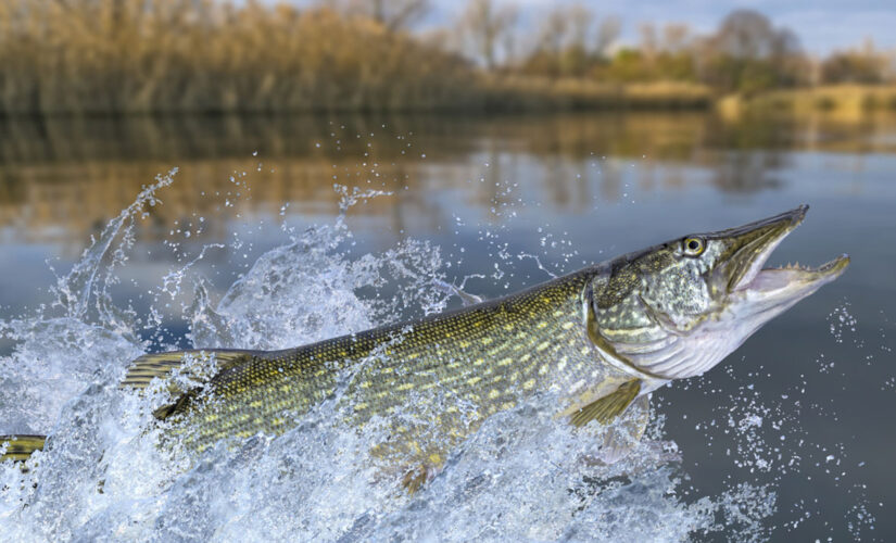 Record-breaking fish caught and released in West Virginia