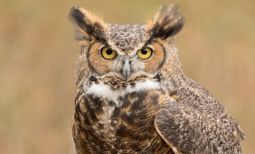 Great horned owl travels hundreds of miles trapped in truck’s grille