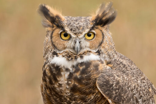 Great horned owl travels hundreds of miles trapped in truck’s grille