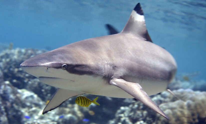Hawaii girl, 6, details scary shark encounter: ‘My soul left my body’