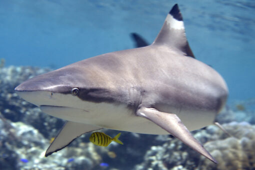 Hawaii girl, 6, details scary shark encounter: ‘My soul left my body’