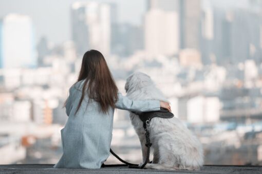 15 dog-friendly cities that are getting more popular, survey says