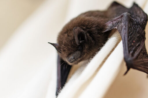 Loose bat on Air India flight forces it to turn around mid-flight