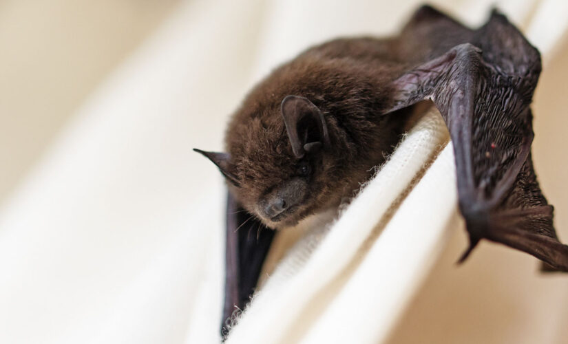 Loose bat on Air India flight forces it to turn around mid-flight